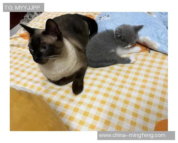 各大足球明星独特睡姿揭秘看他们如何放松身心迎接挑战